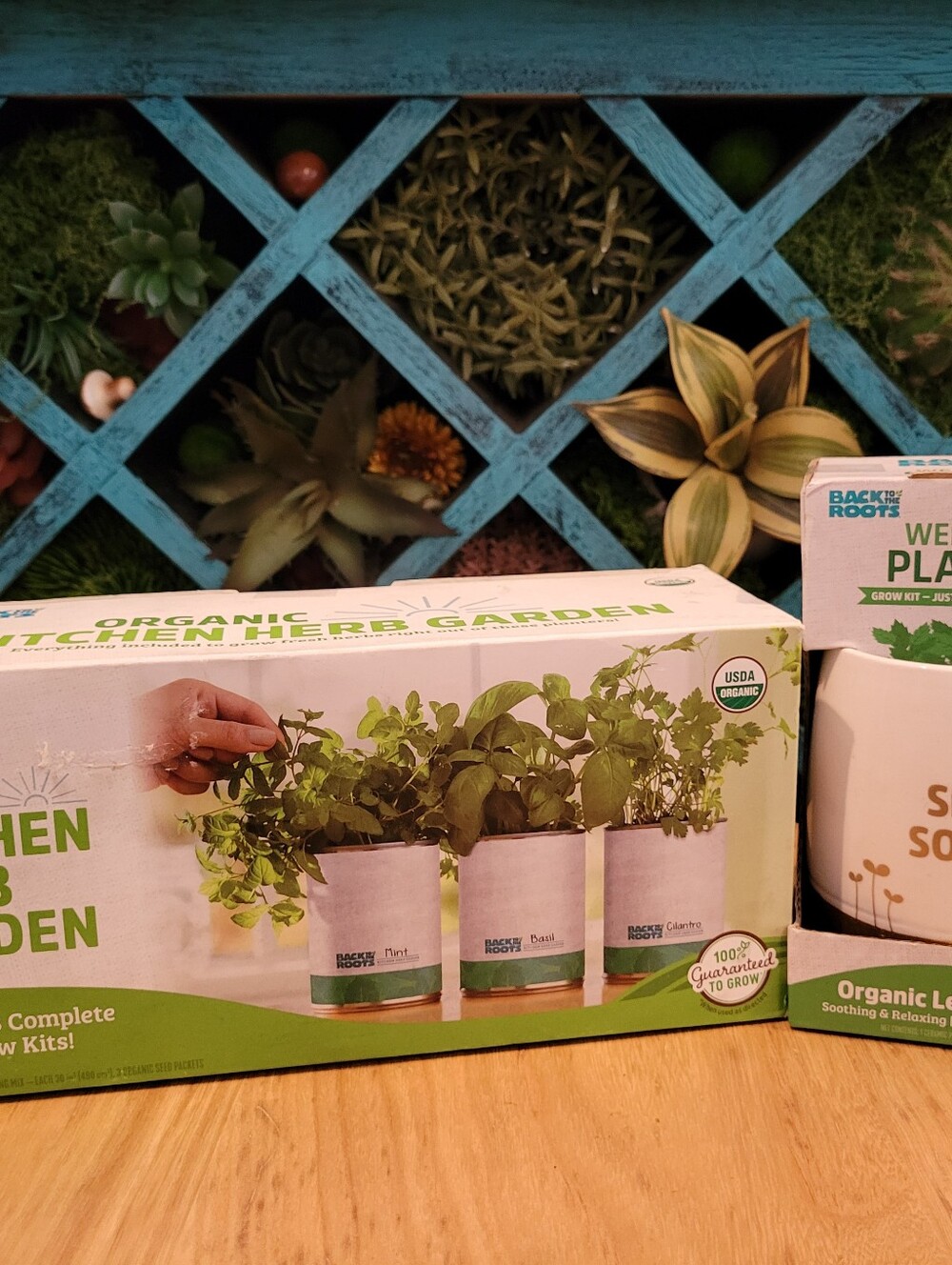 Organic Kitchen Herb Garden Grow Kit Cilantro Basil Mint Window Indoor Planter